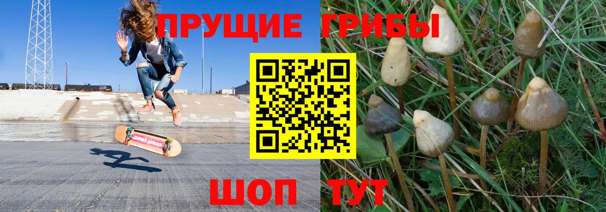 Псилоцибиновые грибы Cubensis Отрадное